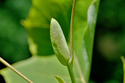 Liriodendron x Chapel Hill - liliovník čínský x tulipánokvětý - pupen